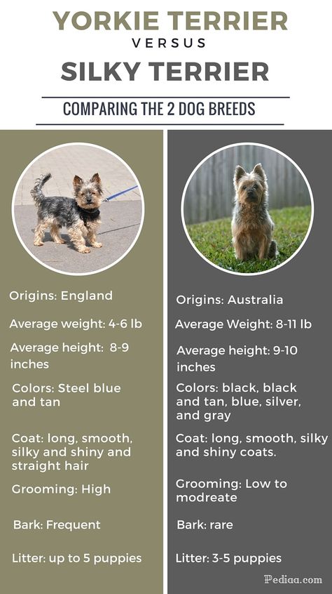 Difference Between Yorkie and Silky Terrier Silky Terrier Haircut, Yorkshire Terrier Funny, Toy Yorkshire Terrier, Australian Silky Terrier, Yorkie Haircuts, Yorkshire Terrier Teacup, Small Terrier, Patterdale Terrier, Black Russian Terrier