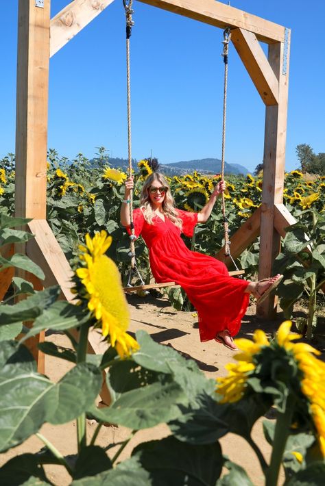 Sunflower Trail in British Columbia, Canada Sunflower Maze, Agritourism Farms, Sunflower Festival, Pumpkin Patch Ideas, Pumpkin Patch Farm, Bales Of Hay, Pick Flowers, Sunflower House, Sunflower Farm