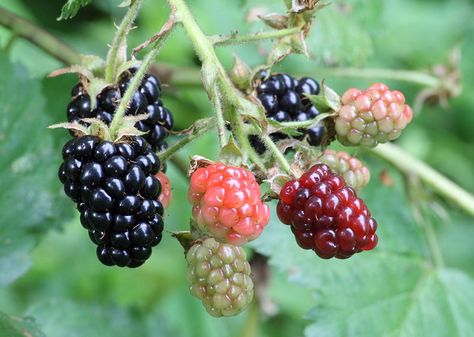 Blackberry – Health Benefits and Side Effects Blackberry Health Benefits, Blackberry Leaf, Thornless Blackberries, Blackberry Bush, Growing Blackberries, Paleolithic Diet, Blackberry Wine, Wild Edibles, Variety Of Fruits