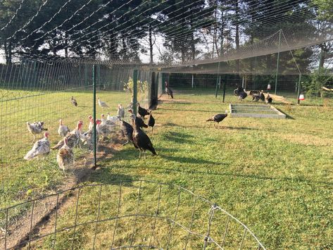 Overhead Netting | BackYard Chickens - Learn How to Raise Chickens Chicken Coop Netting, Round Chicken Run, Poultry Netting Ideas, Chicken Netting, Netting Over Chicken Run, Covered Chicken Run, Chicken Tunnels, Baby Chicks Raising, Chicken Coop Garden