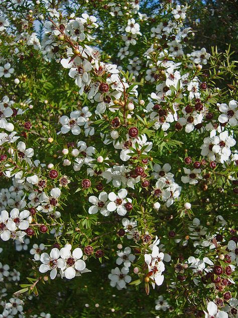 Manuka - New Zealand tee tree | Flickr - Photo Sharing! New Zealand Native Plants, New Zealand Flowers, Paint Carving, New Zealand Flora, Eilish Tattoo, Manuka Flower, Veggie Garden Design, Manuka Tree, Getty Center