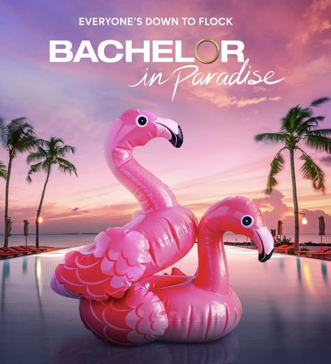 tv spinoffs Jesse Palmer, Bachelor In Paradise, Catch Feelings, Bachelor Nation, The Bachelorette, The Bachelor, Winter Games, Body Glitter, Season 8