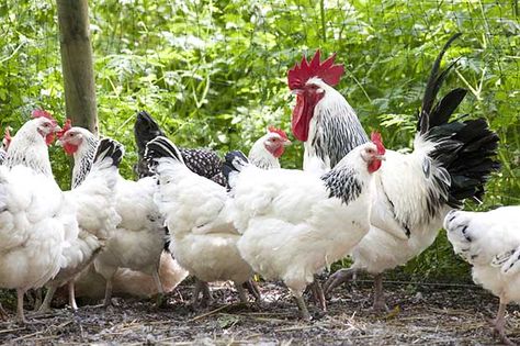 Just as hens come in all shapes, colours and sizes, so do their eggs. And while some breeds will lay an egg a day, others take a more relaxed approach. Here are three of the best chickens for eggs, with the plus and minus points of each. Best Chickens For Eggs, Chickens For Eggs, Sussex Chicken, Raising Turkeys, Best Egg Laying Chickens, Egg Laying Chickens, Hen Chicken, Keeping Chickens, Free Range Chickens