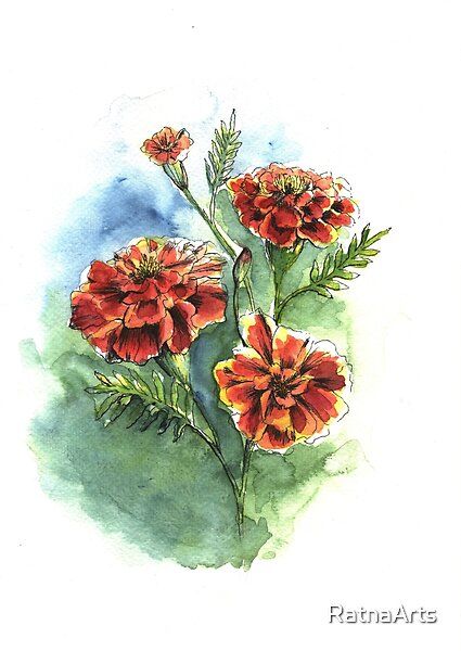 Marigold Watercolor Painting, Marigold Flower Art, Watercolour Marigold, Marigold Flower Painting, Marigold Painting, Bday Collage, Birth Flower Month, Watercolor Paintings Of Animals, Watercolor Eyes