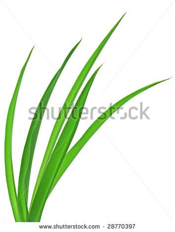 Macro of long grass blades, isolated on white background. - stock photo Grass Illustration, White Background, Royalty Free Stock Photos, Stock Images, Stock Photos, Illustrations, Plants