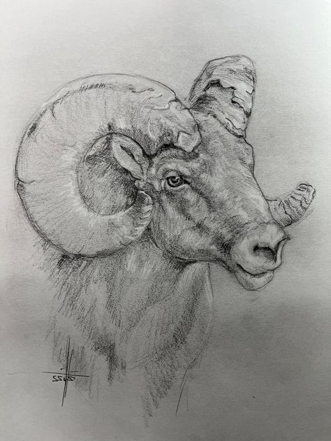 Bison Sketch, Bison Drawing, Hunting Drawings, Art Pencil Set, Realistic Animal Drawings, Natural Form Art, Angel Photography, Horse Sketch, Drawing Body Poses