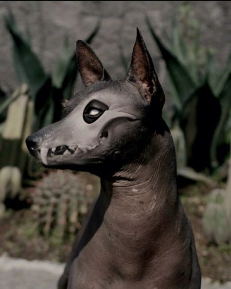 Aztec Mythology, Mexican Hairless Dog, Demon Dog, Mexican Art Tattoos, Maya Art, Hairless Dog, Mexican Culture Art, Dog Skeleton, Aztec Culture