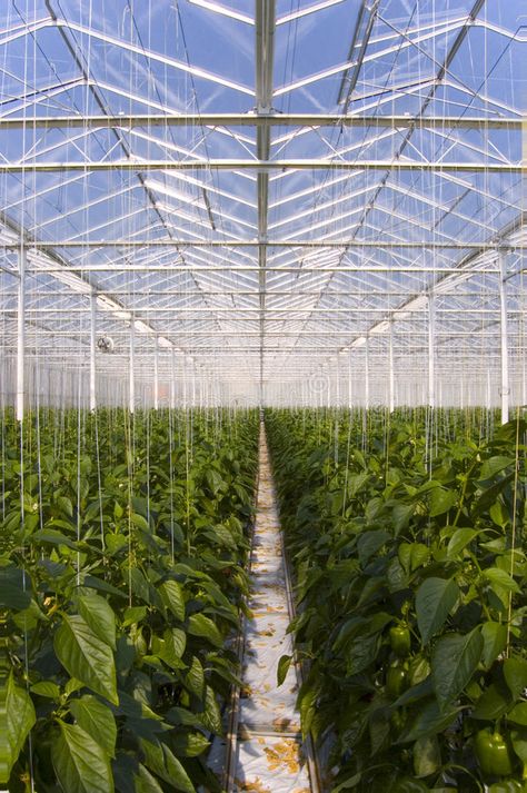 Greenhouse pepper plants. Pepper plants inside a greenhouse in Holland , #ad, #plants, #pepper, #Greenhouse, #Holland, #greenhouse #ad Plants In Greenhouse, Smart Greenhouse, Giant Greenhouse, Industrial Greenhouse, Pepper Farm, Greenhouse Gardens, Urban Greenhouse, Inside A Greenhouse, Greenhouse Construction