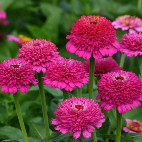 Zinnia Seeds - Zinderella Purple | Flower Seeds in Packets & Bulk | Eden Brothers Purple Zinnia, Zinnia Seeds, Zinnia Elegans, Zinnia Flowers, Classic Cottage, Unusual Flowers, Annual Flowers, Growing Seeds, Bulb Flowers