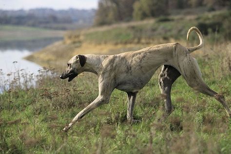 Ancient Dogs, Canaan Dog, Ibizan Hound, Akc Breeds, Ancient Dog Breeds, Animal Behaviorist, Dog Stories, Purebred Dogs, Breed Dogs