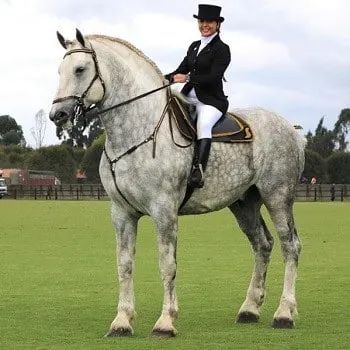 7 Interesting Facts About the Percheron Horse Breed Draft Horse Breeds, Largest Horse Breed, Percheron Horses, Cute Horse Pictures, Horse Anatomy, Big Horses, Horse Dressage, Black Horses, Grey Horse