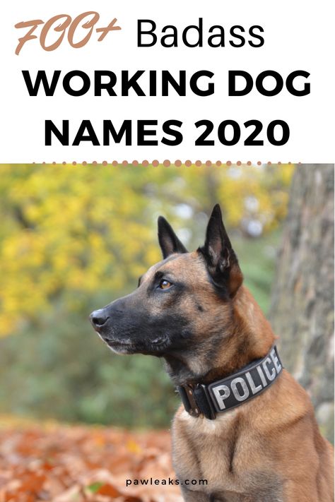 Whether you are thinking about getting a Rottweiler, Husky, Doberman or Boxer they are all large and powerful breeds that deserve a tough and badass name. In this post, you will not only find 700+ working dog names but also inspirations for military, hunting and sled dog names. It's probably the most versatile dog group and the 30 recognized breeds under it excel at jobs like guarding, police work, and sledding. #badass #working #dognames Service Dog Names, Powerful Dog Names, Tough Dog Names Boys, Doberman Dog Names, Doberman Names, Strong Dog Names, Police Dog Names, Tough Dog Names, Hunting Dog Names