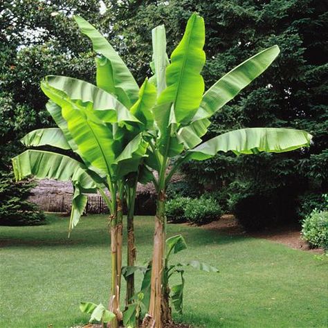 Banana Trees Landscape, Tropical Plants Uk, Musa Basjoo, Plants Uk, Banana Plants, Backyard Pool Landscaping, Banana Tree, Garden Centre, Caribbean Travel