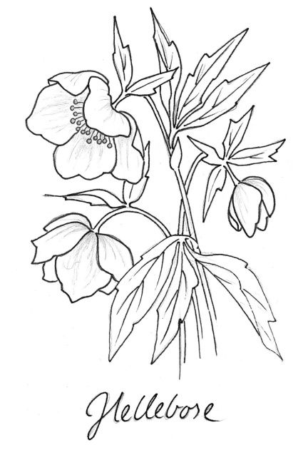 Here’s a free coloring page for you! ; )  I’ve been Flower Drawing Ideas, Simple Flower Drawing, Easy Flower Drawings, Painting Practice, Flower Line Drawings, Flower Drawing Tutorials, Nature Sketch, Adult Coloring Designs, Things To Draw