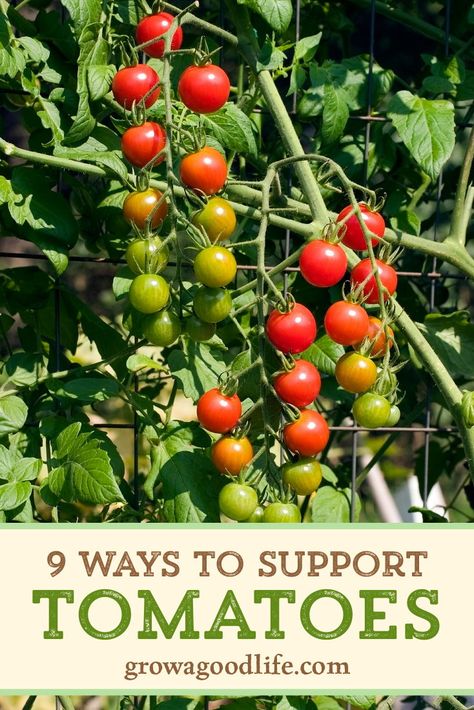 There are almost as many creative types of tomato trellis ideas as there are varieties of tomatoes to grow. Visit for some tomato trellis ideas for both determinant and indeterminate varieties of tomatoes. Vertical Tomato Trellis, Trellis Tomato Plants, Tomato Trellis Ideas Diy, Cherry Tomato Trellis, Tomato Stakes Ideas, Trellis For Tomatoes, Tomatoe Plant Support Trellis Ideas, Tomato Plant Trellis, Tomato Trellis Ideas