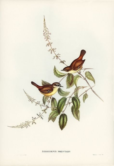 Botanical Prints Free, Birds Illustration, John Gould, Bird Images, Bird Illustrations, Birds Of Australia, Free Illustration Images, Anime Backgrounds, Australian Birds