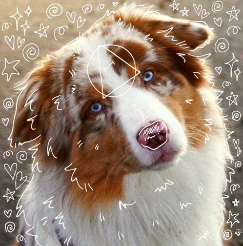 Fox Background, Gaboon Viper, Inspirational Animal Quotes, Red Merle Australian Shepherd, Aussie Shepherd, Maybe In Another Life, Pretty Dogs, Animal Masks, Cute Animal Photos