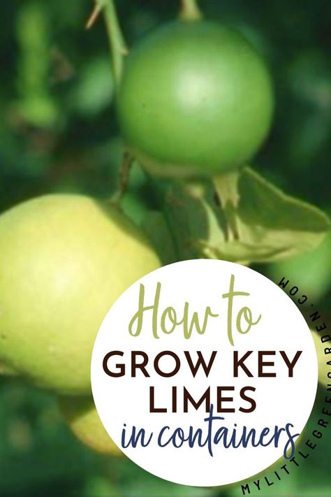 There’s a lot of citrus fruit you can choose from to grow. Some of my favorite include Meyers lemons, mandarin oranges, and key limes. Here we’ll discuss how you can grow key limes in containers. How to grow a key lime tree. How to grow a key lime tree from seed. Lime Tree Potted, How To Grow A Lime Tree From Seed, Growing Lime Tree In Pot, Key Limes, Key Lime Tree In Pot, Key Lime Tree Care, Lime Tree In Pot, Potted Trees Patio, Key Lime Tree