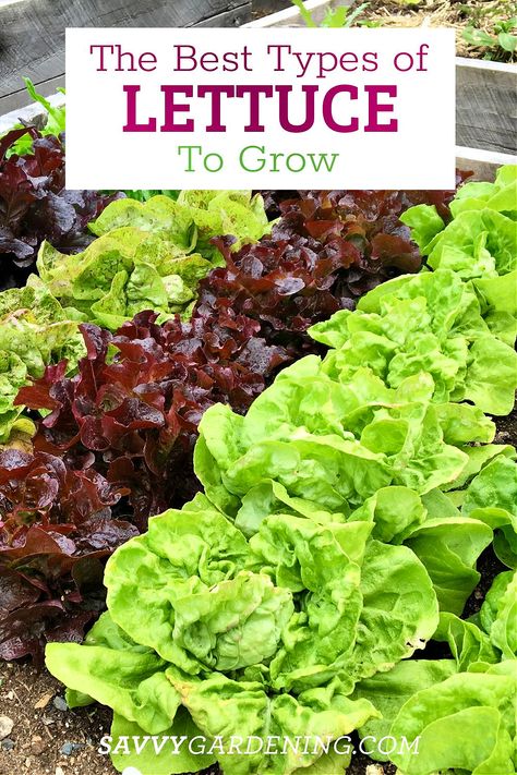 The Best Types of Lettuce to Grow in Gardens and Containers Best Lettuce To Grow In Garden, Lettuce Garden Container, Growing Lettuce In Containers, Planting Lettuce, Types Of Lettuce, Growing Cilantro, Planting Tips, Growing Lettuce, Gardening Vegetables