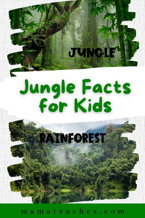 Jungle Facts for Kids - Mama Teaches Jungle Theme Science Activities, Rainforest Facts For Kids, Rainforest Facts, Wild About Reading, Preschool Jungle, Jungle Activities, Poisonous Animals, Types Of Forests, Rainforest Theme