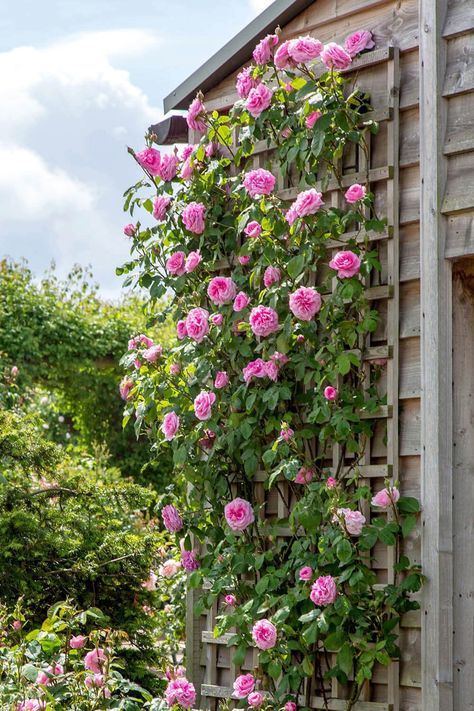 Upgrade Your  Climbing Garden Rose | Home Decor rose garden ideas,rose gardening ideas,roses garden ideas,rose gardens ideas garden,rose,rose garden wedding,cottage garden,roses garden landscape rose garden landscape,rose gardens landscape,flower garden,dream garden,secret garden english cottage garden,rose flower,rose garden,roses  garden,climbing rose,beauty garden Iceberg Climbing Rose, Rose Climbing, Deadheading Roses, Gertrude Jekyll, Rose Trellis, Famous Gardens, Climbing Rose, Rose Care, Diy Roses