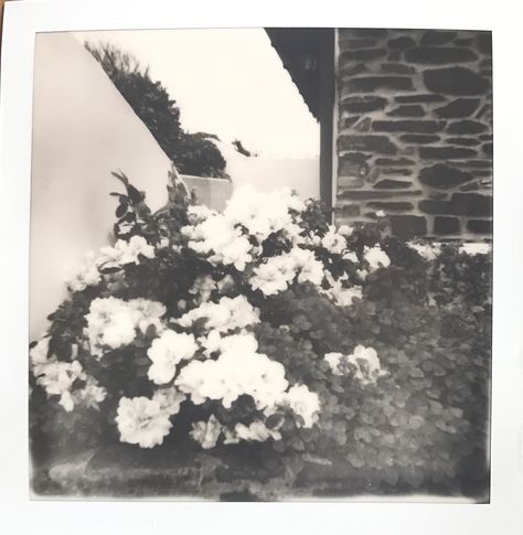 Black And White Polaroid Aesthetic, Black And White Polaroid, Instax Aesthetic, White Oleander, Playlist Covers Photos, Vintage Polaroid, A Bull, Playlist Covers, Polaroid Photos