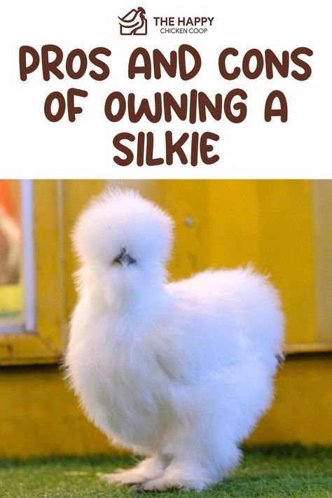 Silkie Chicken The Happy Chicken Coop Silky Chicken Coop, Raising Silkie Chickens, Silkie Chicken Coop Ideas, Silke Chicken, Silkies Chickens, Silky Chickens, Silkie Chickens Coop, Silkie Chickens Colors, Silky Chicken