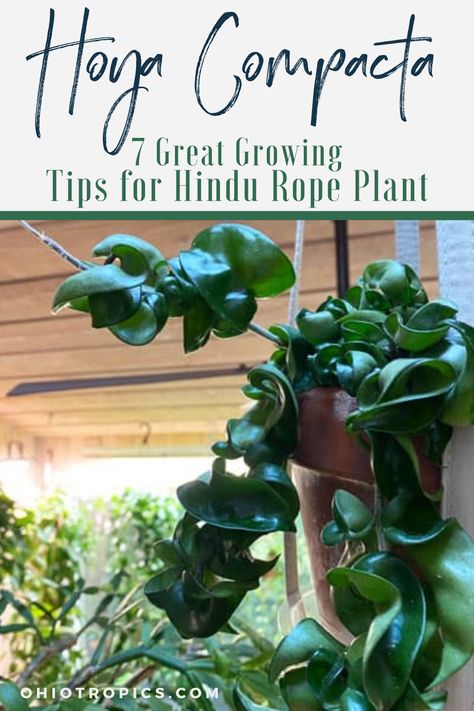 Hoya Compacta, Easy Houseplants, Houseplant Tips, Hindu Rope Plant, Rope Plant, Houseplant Care, Hoya Carnosa, Water Drain, Plant Care Houseplant