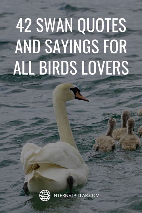 42 Swan Quotes and Sayings for All Birds Lovers - #quotes #bestquotes #dailyquotes #sayings #captions #famousquotes #deepquotes #powerfulquotes #lifequotes #inspiration #motivation #internetpillar Swan Quotes Beauty, Swan Love Quote, Swan Lake Quotes, Love Birds Quotes, Swan Quotes, Lake Quotes, Water Quotes, Swan Love, Teal Swan