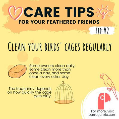 Clean your birds' cages regularly. Daily is ideal. Budgie Tips, Budgie Care, Cockatiel Care, Parakeet Care, Parrot Care, Budgies Bird, Budgie Parakeet, Parrot Pet, Bird Care