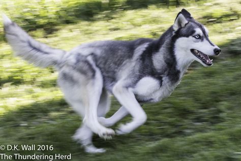 Don't walk when you can run. #dog #siberianhusky #husky Cute Husky, Siberian Huskies, Need For Speed, Dog Runs, Wolf Dog, Husky Dogs, Wild Life, Siberian Husky, Wolves