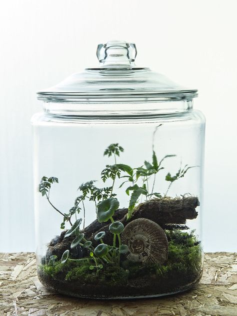 Bonsai Terrarium, Tropical Terrariums, Jars Ideas, Terrarium Jar, Tattoo Plant, Beautiful Terrariums, Mini Terrarium, Leafy Plants, Moss Terrarium