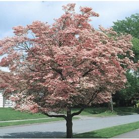 3.63-Gallon Pink Flowering Dogwood Flowering Tree In Pot (With Soil) (L3181) Nursery Pink Dogwood Tree, Spring Flowering Trees, Flowering Dogwood, Pink Flowering Trees, Dogwood Blooms, Tree In Pot, Dogwood Tree, Pink Dogwood, Flowering Tree