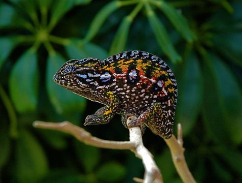 17 Best images about Chameleons! on Pinterest | Madagascar ... Karma Chameleon, Chameleon Lizard, Baby Bearded Dragon, Pet Turtle, Cute Reptiles, Dart Frog, Chameleons, Tropical Forest, Reptiles And Amphibians