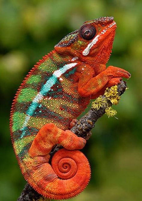 Panther Chameleon, Colorful Lizards, Chameleon Art, Cute Reptiles, Reptiles And Amphibians, Cute Love Pictures, Animals Of The World, Animal Photo, Gecko