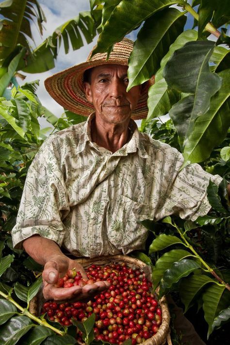 Agriculture Pictures, Agriculture Photography, Puerto Rico History, Photo Arts, Coffee Tattoos, Environmental Portraits, Farm Photography, Coffee Farm, Black And White Art Drawing