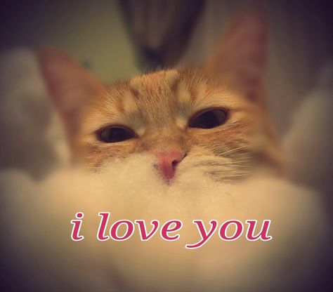 Boo boo says i love you Cat Saying I Love You, I Love You Bro, I Love You Cat Pictures, I Love You Cat, I Love You So Much Quotes, Cute I Love You, Love You A Lot, Love U So Much, Everything About You