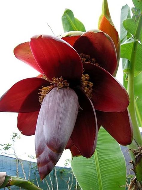 Banana Flower, Rare Seeds, Banana Fruit, Banana Plants, Blue Fruits, Bee Balm, Banana Tree, Unusual Flowers, Tree Seeds