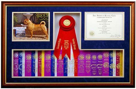 Great shadow box featuring picture, championship certificate and winners ribbons. Rosette Display, Horse Ribbon Display, Horse Shadow, Show Ribbon Display, Dog Ribbon, Dog Shadow, Horse Show Ribbons, Memory Boards, Dog Shadow Box