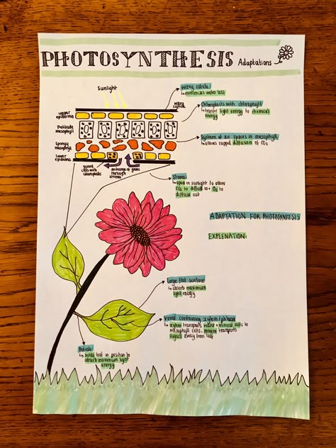 Photosynthesis Poster Ideas, Science Chart Ideas Class 10, Photosynthesis Model Project, Adaptation Poster, Photosynthesis Poster, Photosynthesis Anchor Chart, Photosynthesis Notes, Biology Poster Ideas, Photosintesis Project