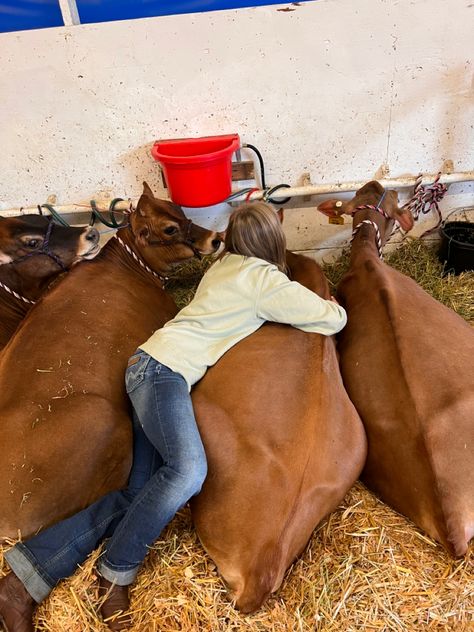 Dairy Cow Showing, Livestock Show Aesthetic, Ffa Wallpaper Aesthetic, 4h Aesthetic, 4-h Aesthetic, Showing Livestock Hairstyles, Dairy Showing, Cow Jersey, Mallory Core