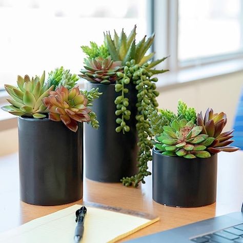 Best office plants