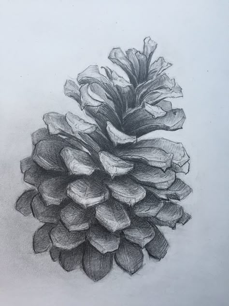 Natural Forms Sketch, Pine Cone Sketch, Pinecone Sketch, Acorn Sketch, November Drawings, Pinecone Drawing, Pine Drawing, Pinecone Tattoo, Pine Cone Drawing