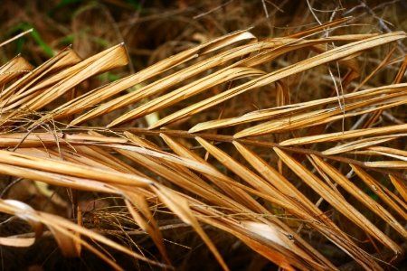 How to Safely Remove Dead Palm Tree Fronds | DoItYourself.com Plant Tips, Palm Plant, Patio Plants, Tree Service, Tree Trimming, Palm Fronds, Palm Leaves, A Job, Low Maintenance