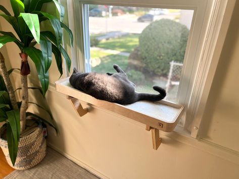 Cat Window Shelf, Cat Window Seat, Cat Window Bed, Cats Happy, Window Shelf, Cat Window Perch, Doggie Daycare, Window Perch, Cat House Diy