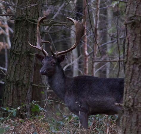 A white fallow stag and melanistic fallow deer - Album on Imgur Melanistic Animals, Dinner Centerpieces, Deer Species, Outfit 2020, Fallow Deer, Deer Family, Dinner Outfit, Unusual Animals, Rare Animals