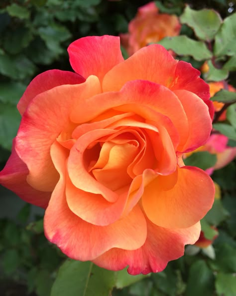 Yellow Orange Rose Tattoo, Orange Rose Tattoo, Queer Flowers, Flowers For Tattoos, Pink And Orange Roses, Orange Pink Flowers, Orange And Pink Flowers, Yellow And Pink Roses, Pinky Orange