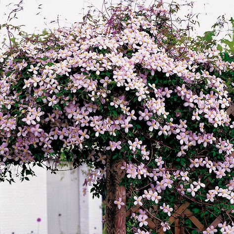 Clematis Montana Rubens, Climbing Clematis, Clematis Montana, Have Inspiration, The Secret Garden, Woodland Garden, Garden Landscape Design, Climbing Plants, Colorful Garden