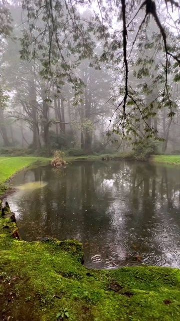 Nature | Travel | Wildlife 🌍 on Instagram: "@rajuborda1 –The sound of rain in mystic forest 🌧 🌳 Reels by @rajuborda1 Repost Thanks for a Permission 🤝🙏🏻😊 Explore • Share • Inspire ✨" Forest Video, Rainy Forest, Pretty Forest, Relax Video, Dark Video, Mystic Forest, The Sound Of Rain, Into The Forest I Go, Relaxing Gif