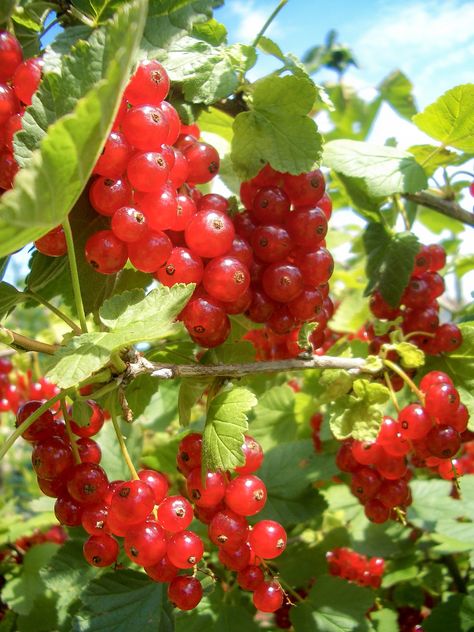 Red currant bushes, Bavaria GERMANY. @chaichit #travel_soul Currant Bush, Red Currant, Bavaria Germany, Bavaria, Germany, Fruit, Travel, Red